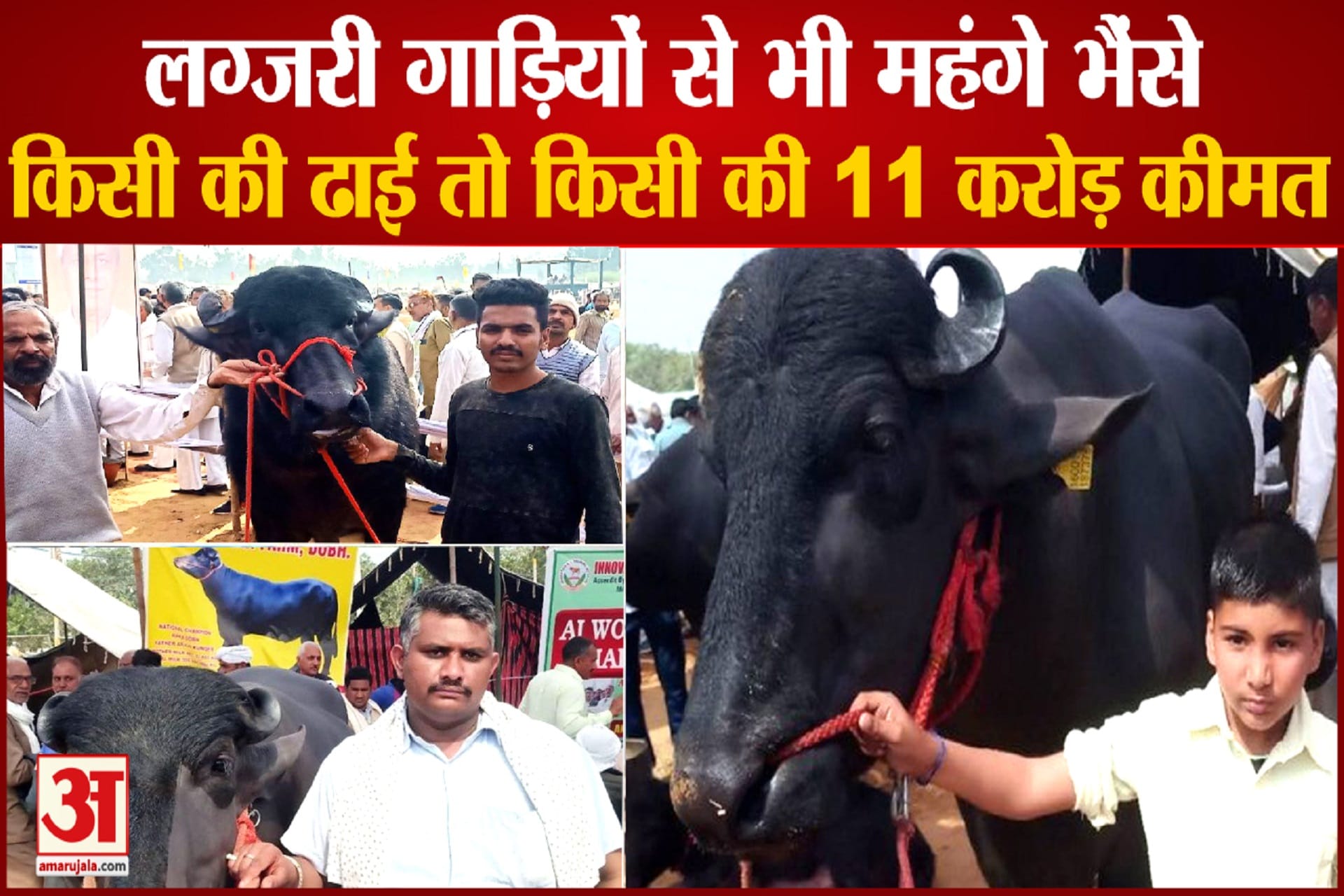 भैंसा