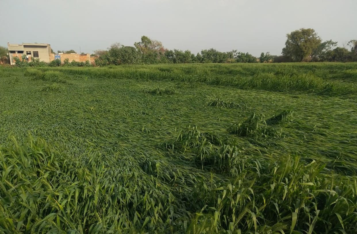 Mathura: Winds of Western Disturbance did damage to mustard