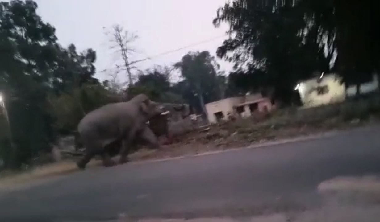 Temple priest dies due to elephant collision