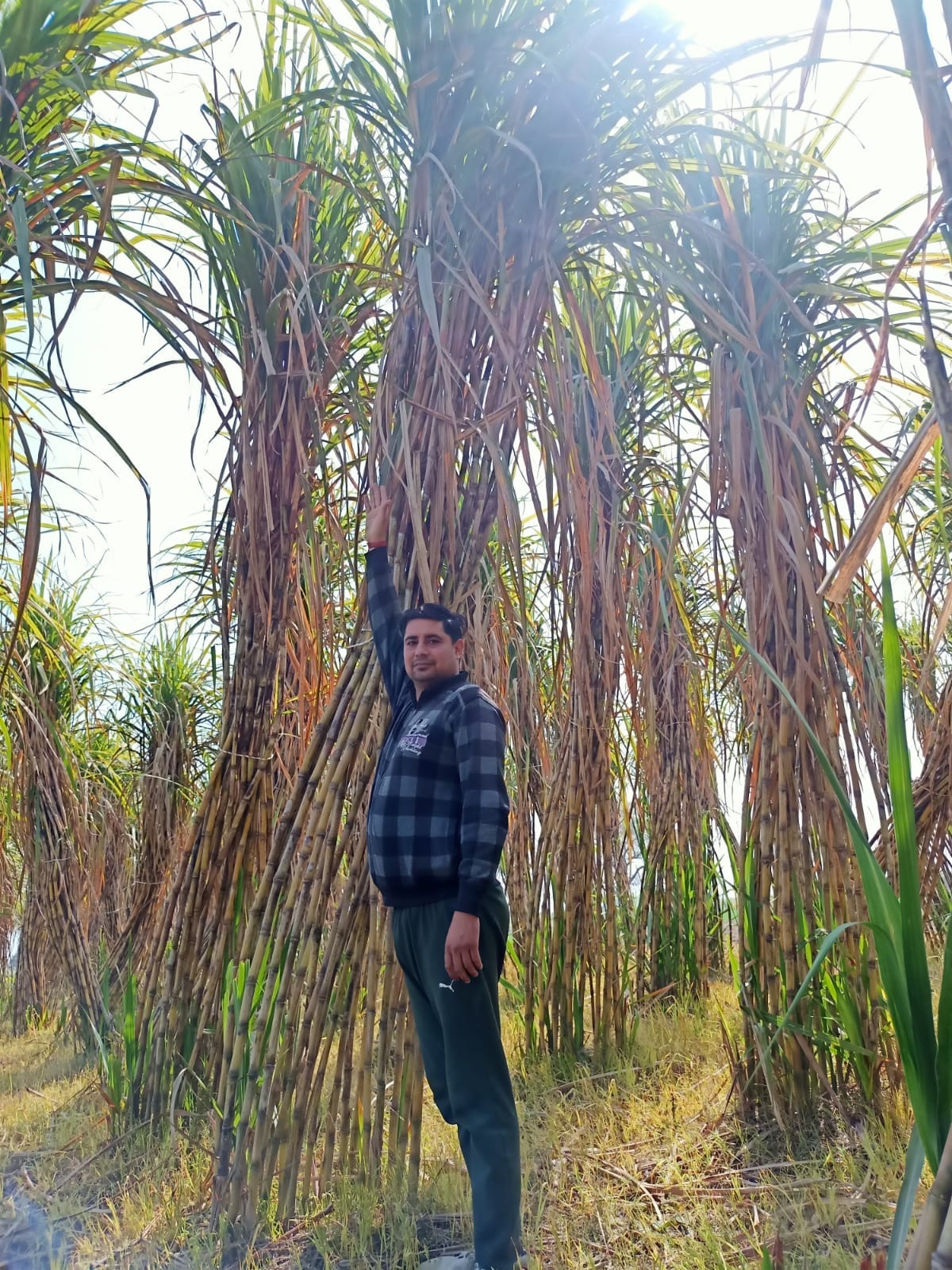 The farmer of Sisoli grew sugarcane twenty feet high by pit method