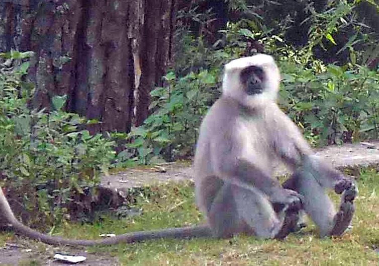 Ape Creates Mess in Ranikhet