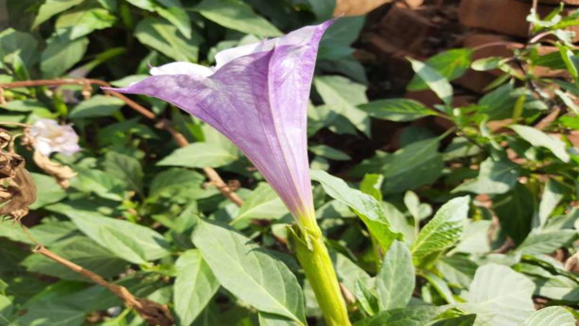 Mahashivratri 2022 these flowers to worship lord shiva to fullfill wishes