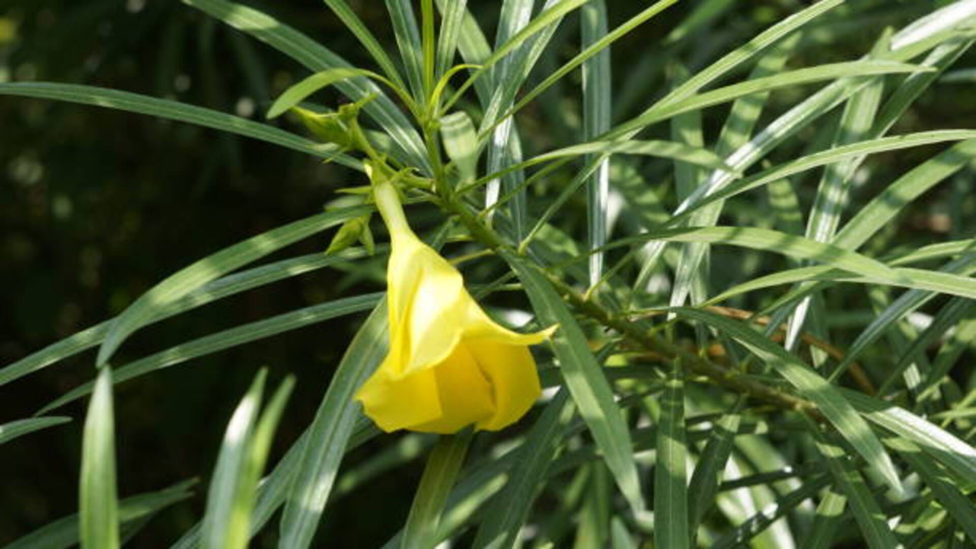 Mahashivratri 2022 these flowers to worship lord shiva to fullfill wishes