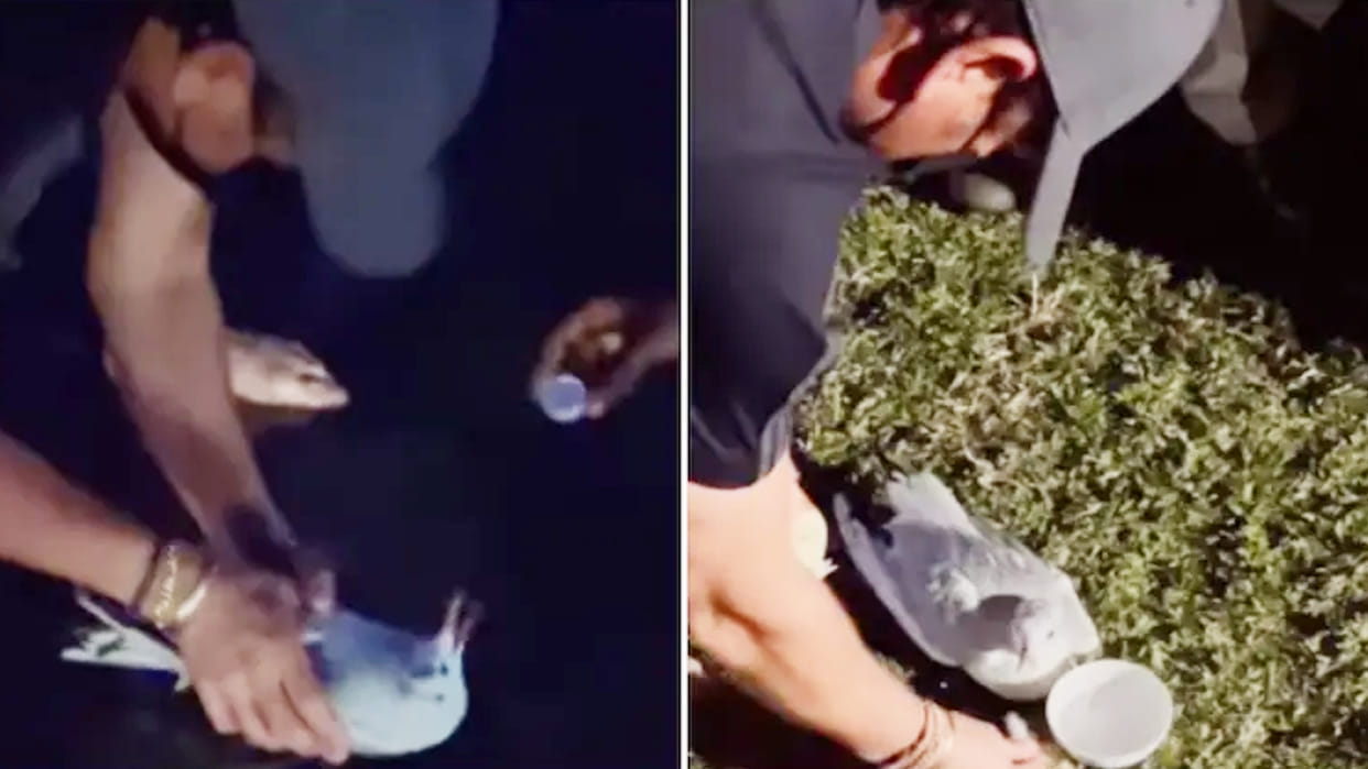 WATCH VIDEO: Sachin Tendulkar Saves Injured Bird at Beach; Social Media Fans Loving Viral Video