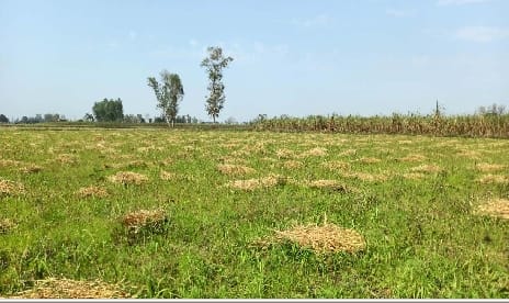 Rain water filled with mustard cut in the fields