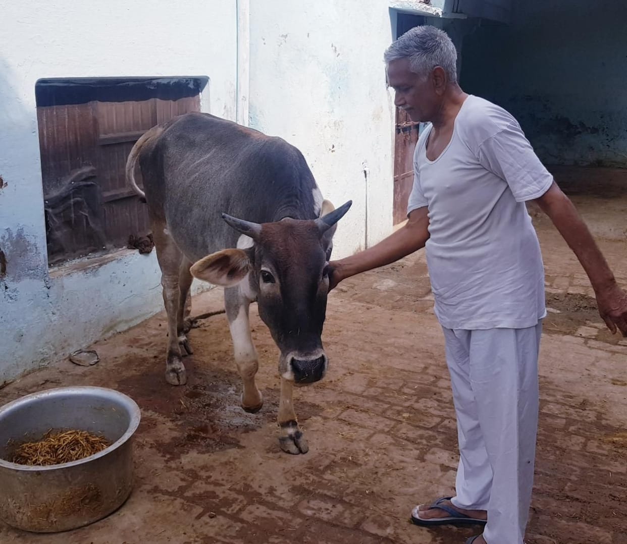 Naming of cows in the courtyard of the deity