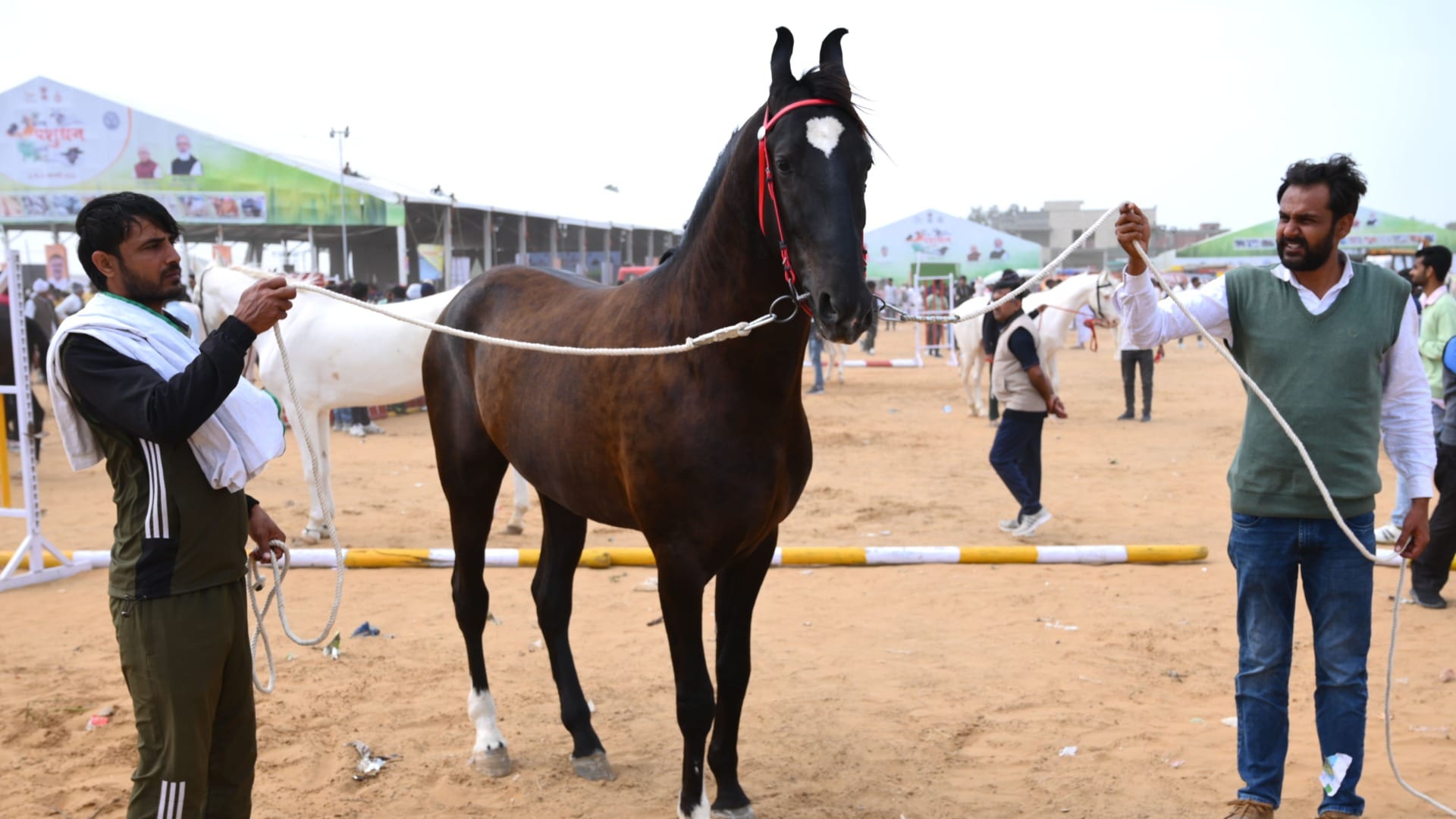 Youth chose animal husbandry instead of doing job even after doing good studies