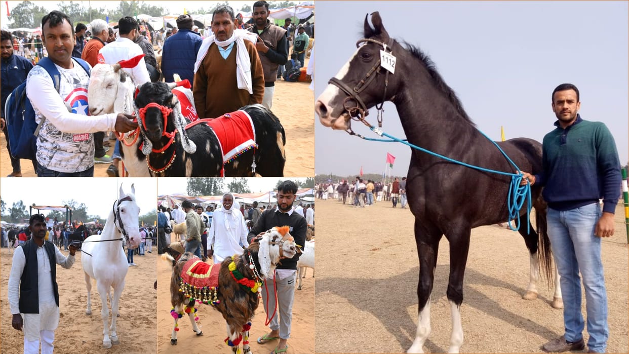 Youth chose animal husbandry instead of doing job even after doing good studies