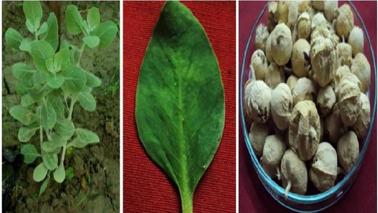Research in bhu Rishyagandha is useful in preventing diabetes and cancer