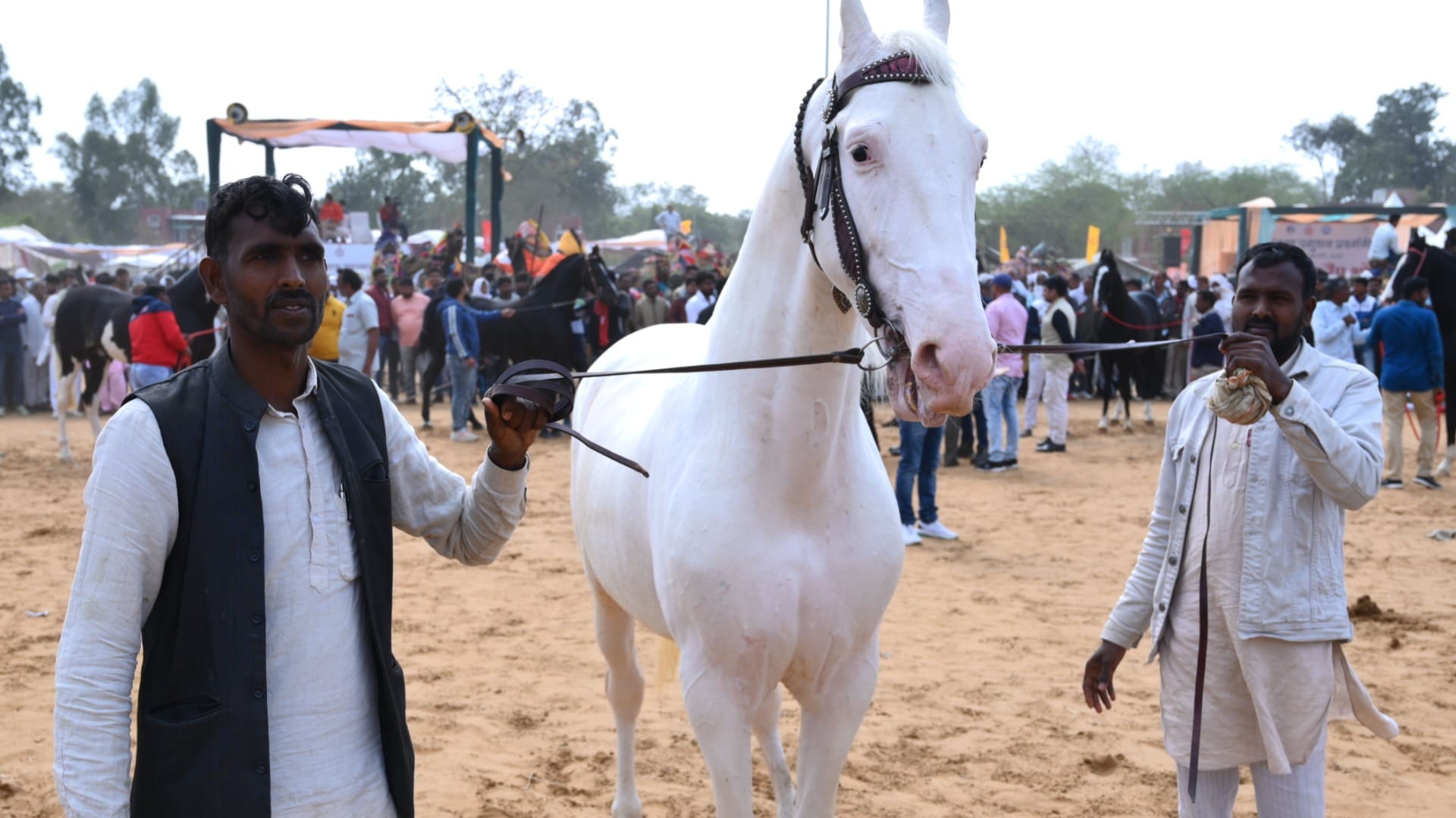 Youth chose animal husbandry instead of doing job even after doing good studies