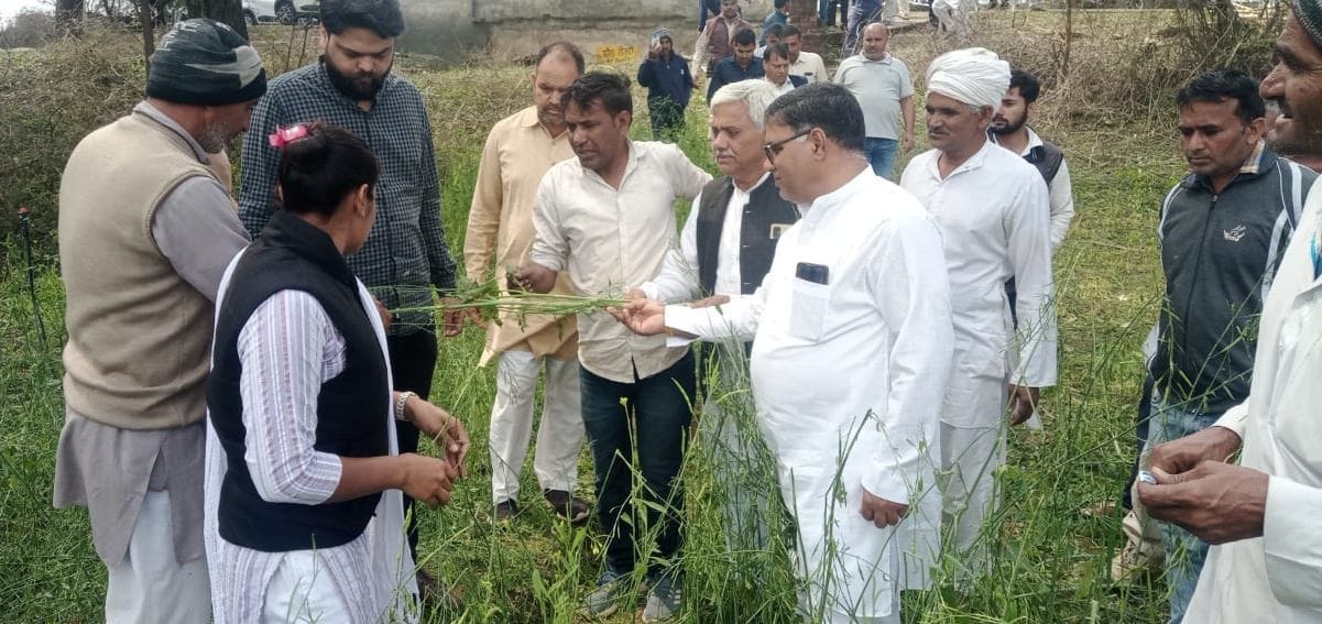 50 percent damage to crops in Loharu area due to hail