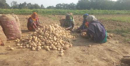 Mustard and potato crop damaged due to rain