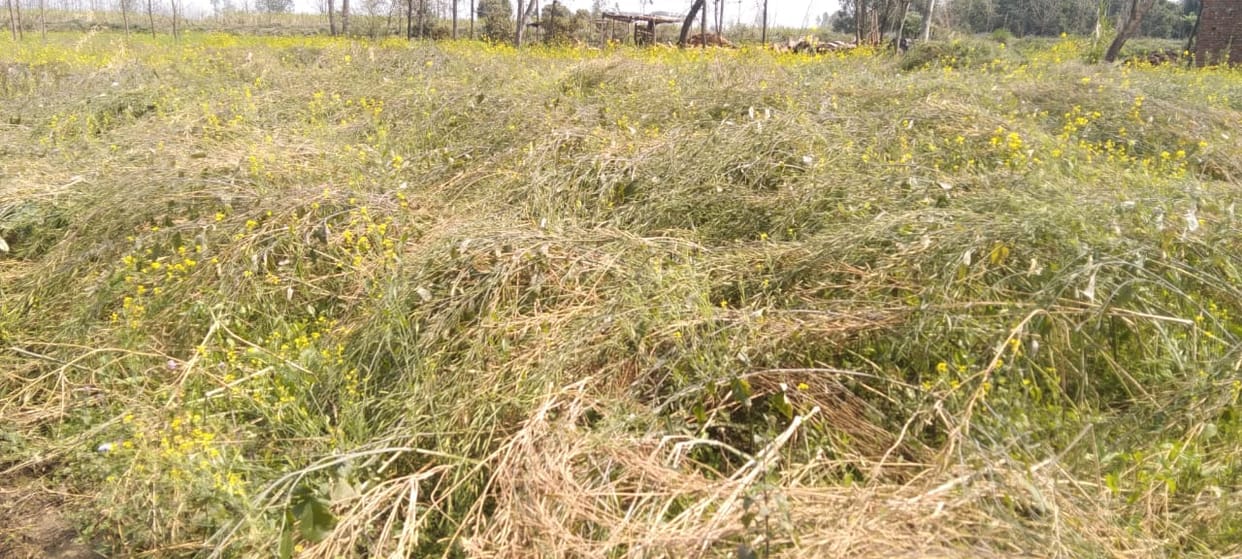 Heavy loss to farmers due to hail and rain