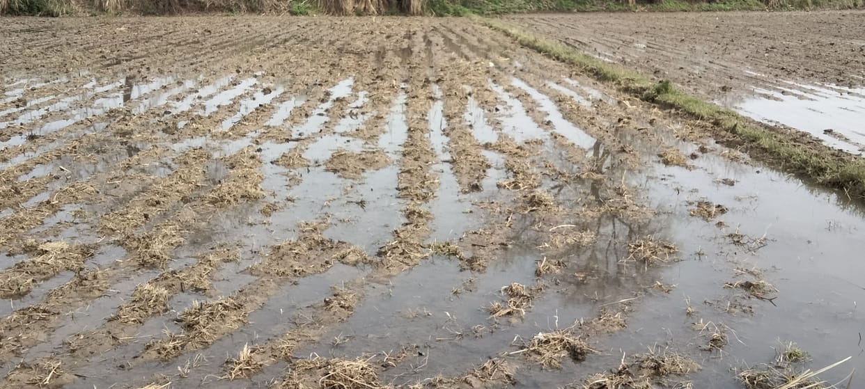 Crops will be affected by unaccounted rain