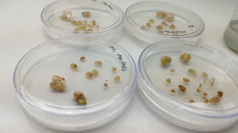 Research is being done in Department of Biotechnology Panjab University to improve grape crop