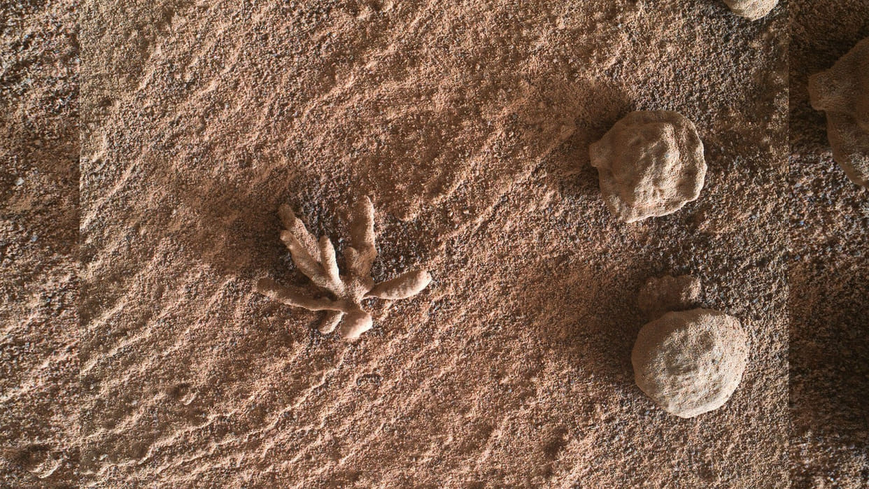 Flower on Mars found flower shaped rock on mars scientists big revealed about it