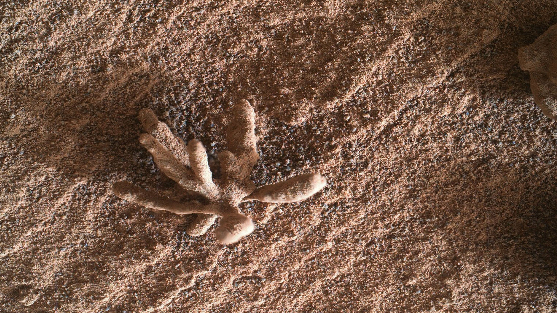 Flower on Mars found flower shaped rock on mars scientists big revealed about it