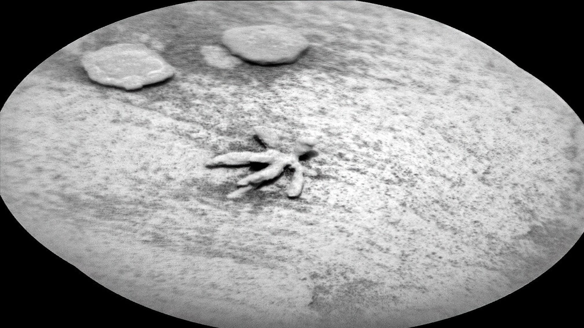 Flower on Mars found flower shaped rock on mars scientists big revealed about it