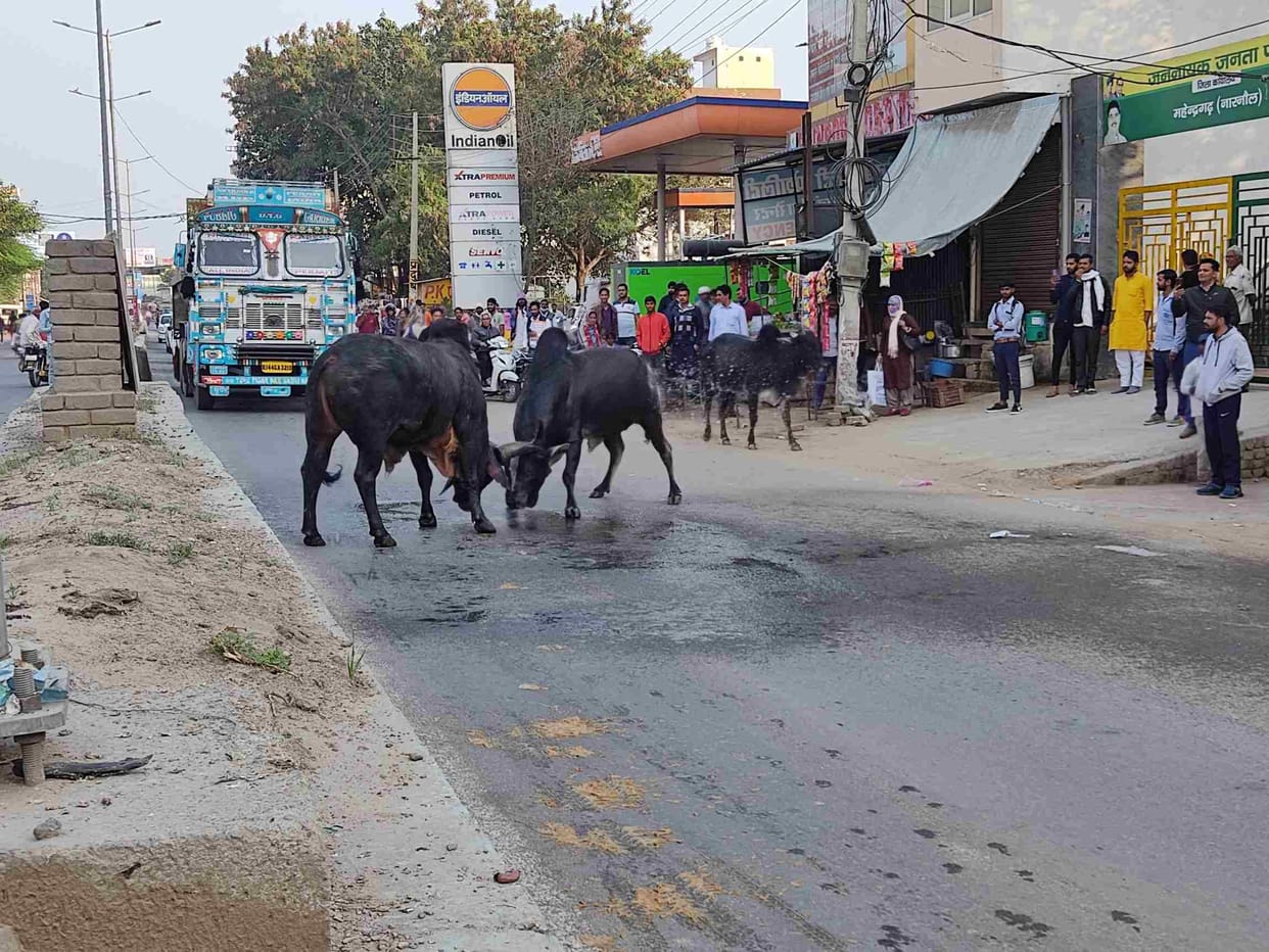 The destitute cow became the cause of trouble, injured the girl returning from the shop