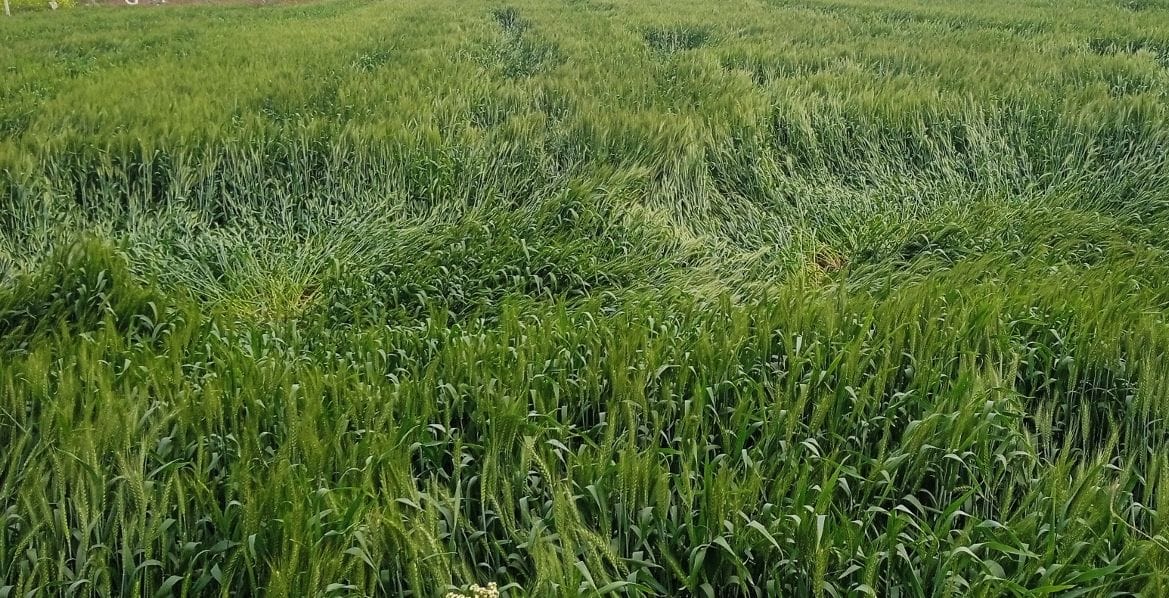 More damage to potatoes, wheat, mustard due to rain