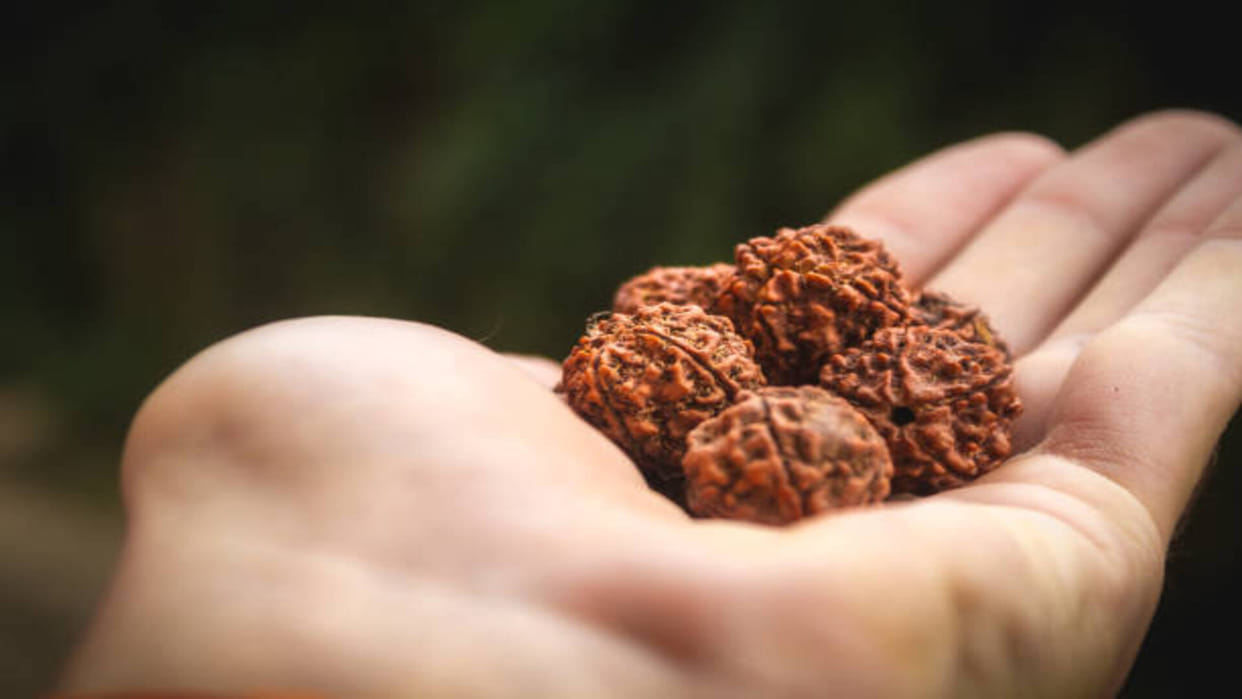 Rudraksha benefits in hindi wear Teen Mukhi Rudraksha to pacify Mangal Dosh