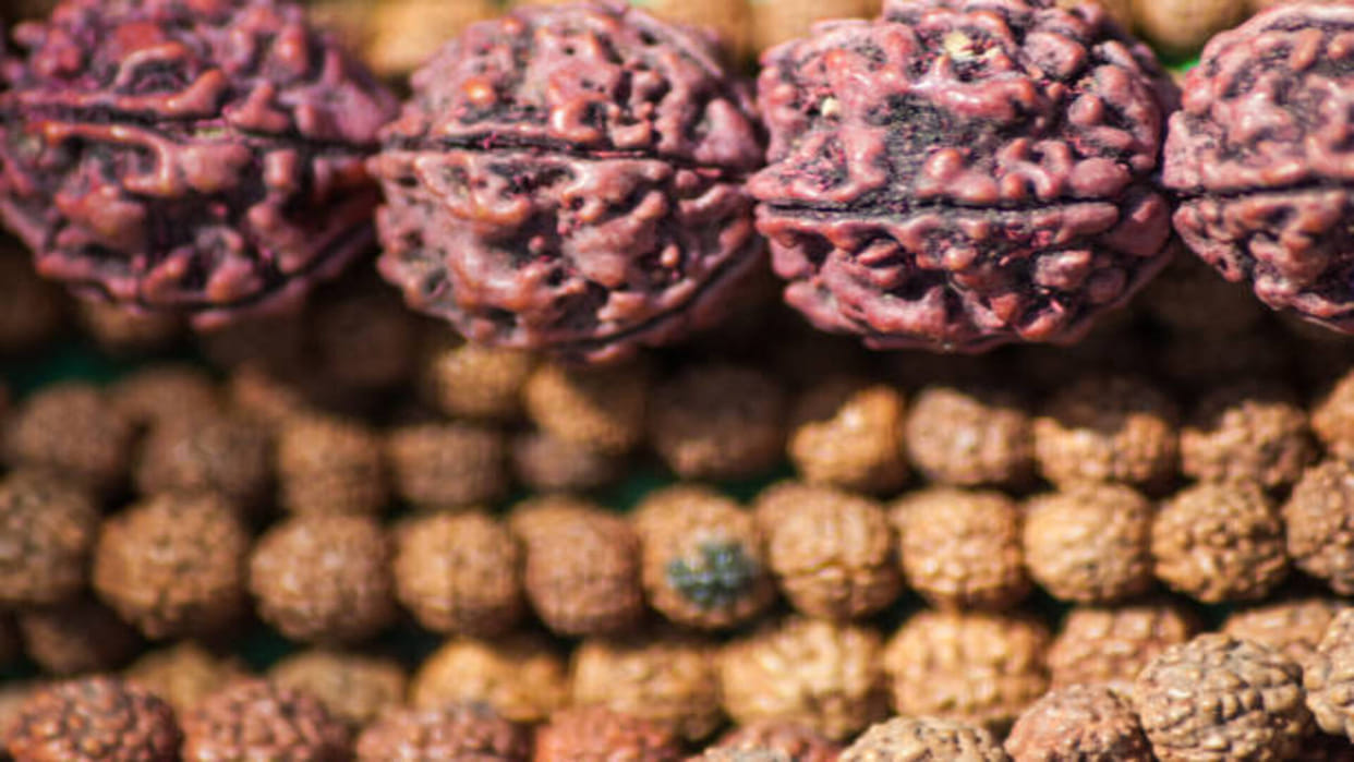 Chhah Rudraksha Benefits in Hindi wear six mukhi rudraksha to get all happiness
