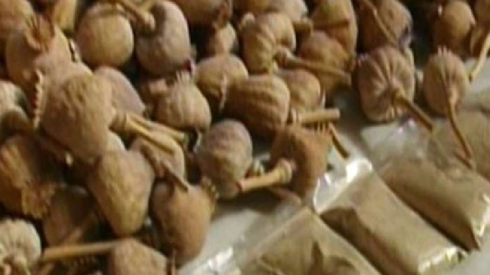 Rajasthan news 448 Kg Illegal Doda Sawdust Seized One Accused Arrested In Jalore