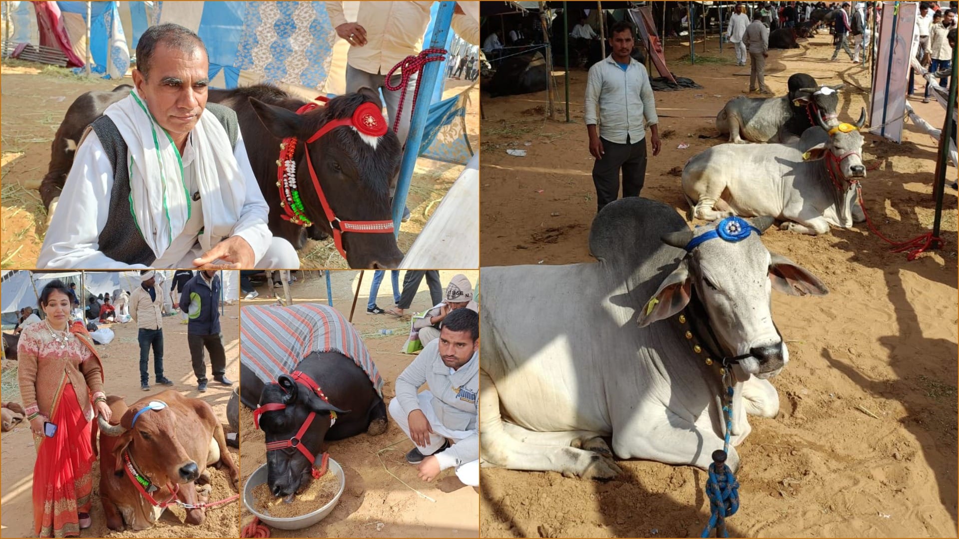 Animal Exhibition: Chief Minister Manohar Lal greets people by riding a camel