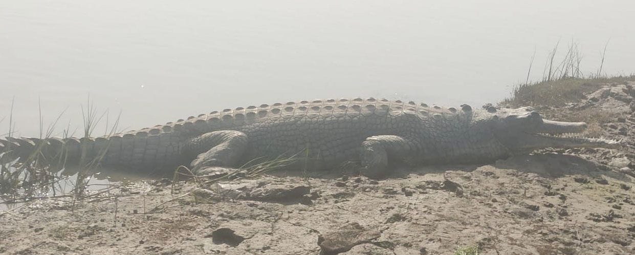Alligators stirred up at Mukteshwari Ghat, appealed to people not to bathe in the river