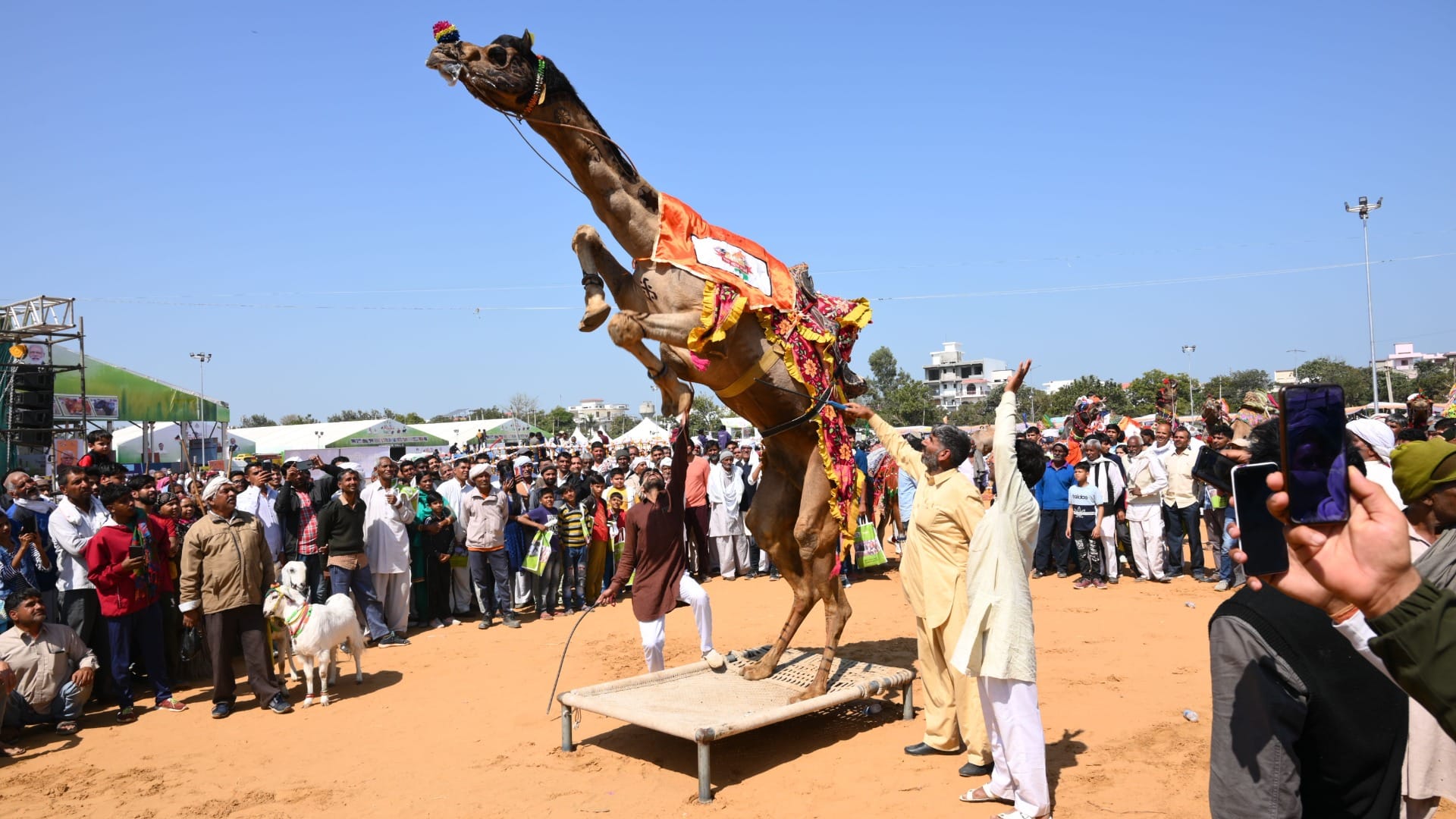 Animals showed feats in cattle fair in Bhiwani of Haryana