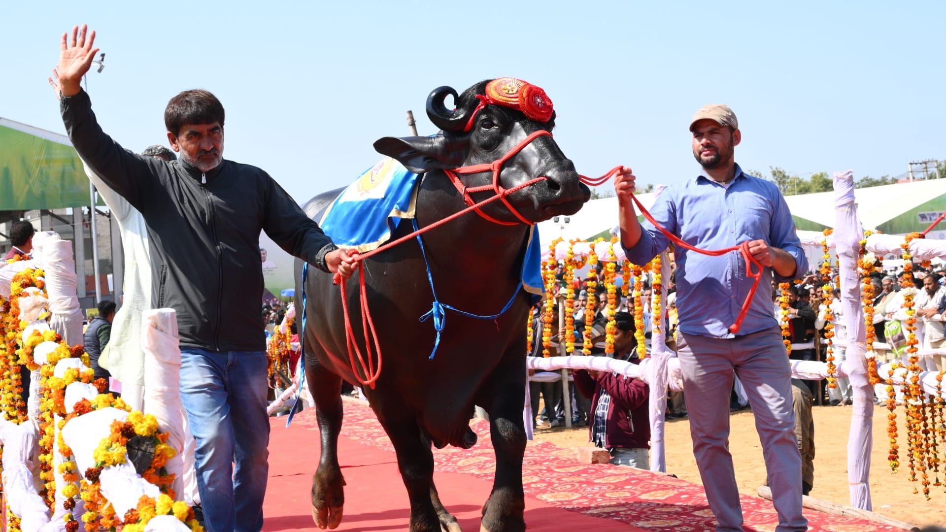 Animal Exhibition: Chief Minister Manohar Lal greets people by riding a camel