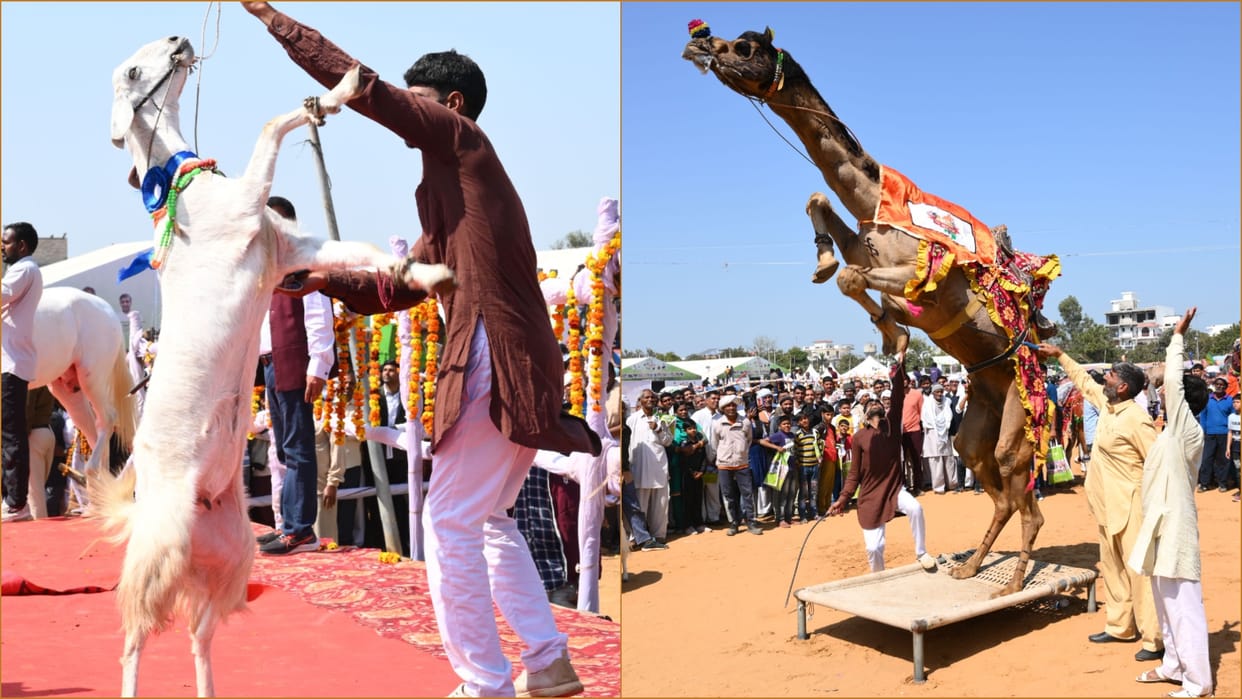 Animals showed feats in cattle fair in Bhiwani of Haryana