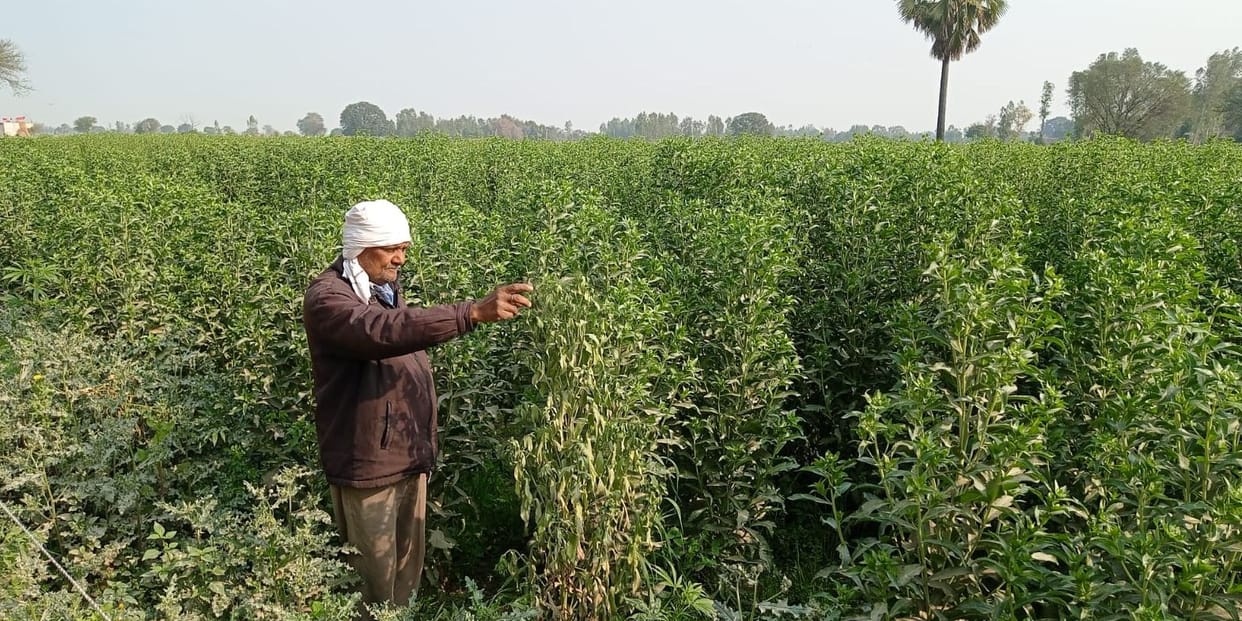 american kesar crop