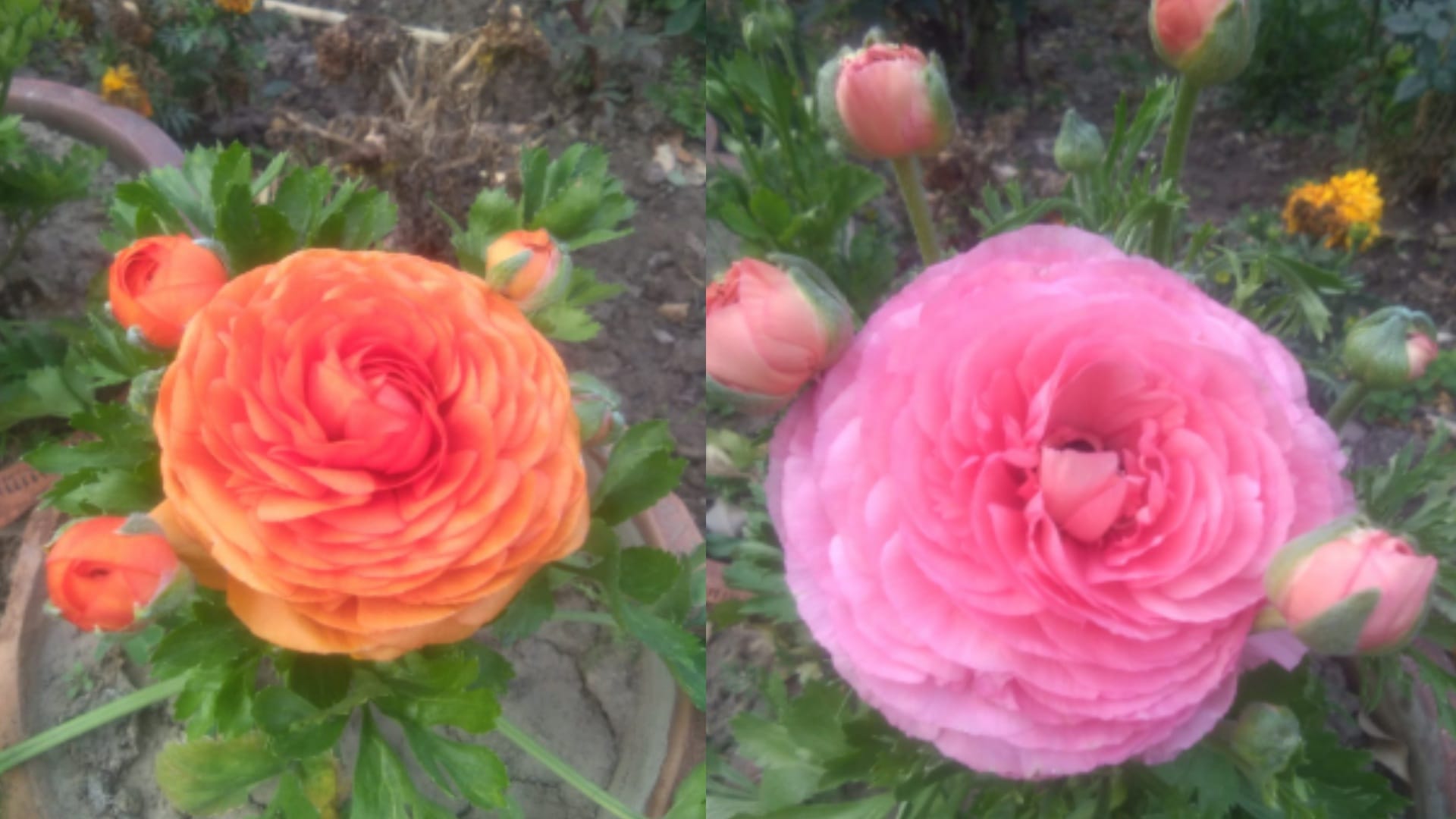 Rashtrapati Bhavan and Parliament decorated with maroof flowers from Shamli UP, gives regular employment to 30 people