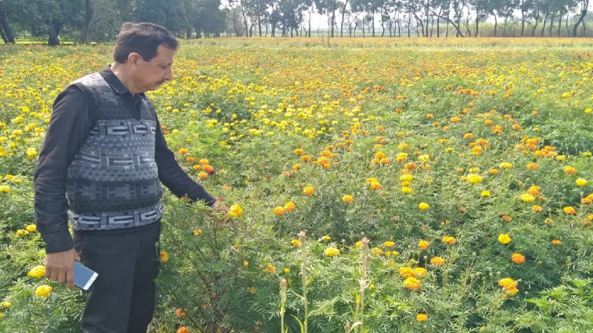 Rashtrapati Bhavan and Parliament decorated with maroof flowers from Shamli UP, gives regular employment to 30 people