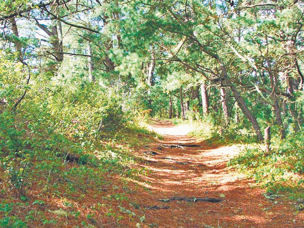 70 forest panchayats will be developed under micro plan