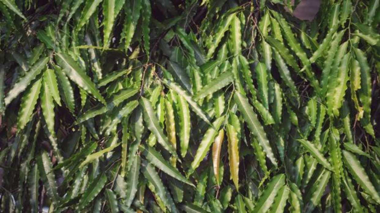 Ashoka Tree Benefits remedies of Ashoka leaves bring prosperity and peace at home
