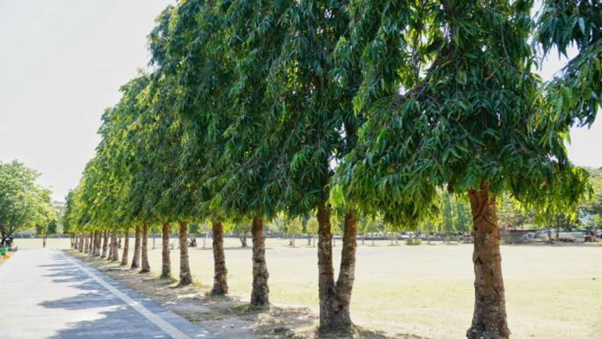 Ashoka Tree Benefits remedies of Ashoka leaves bring prosperity and peace at home