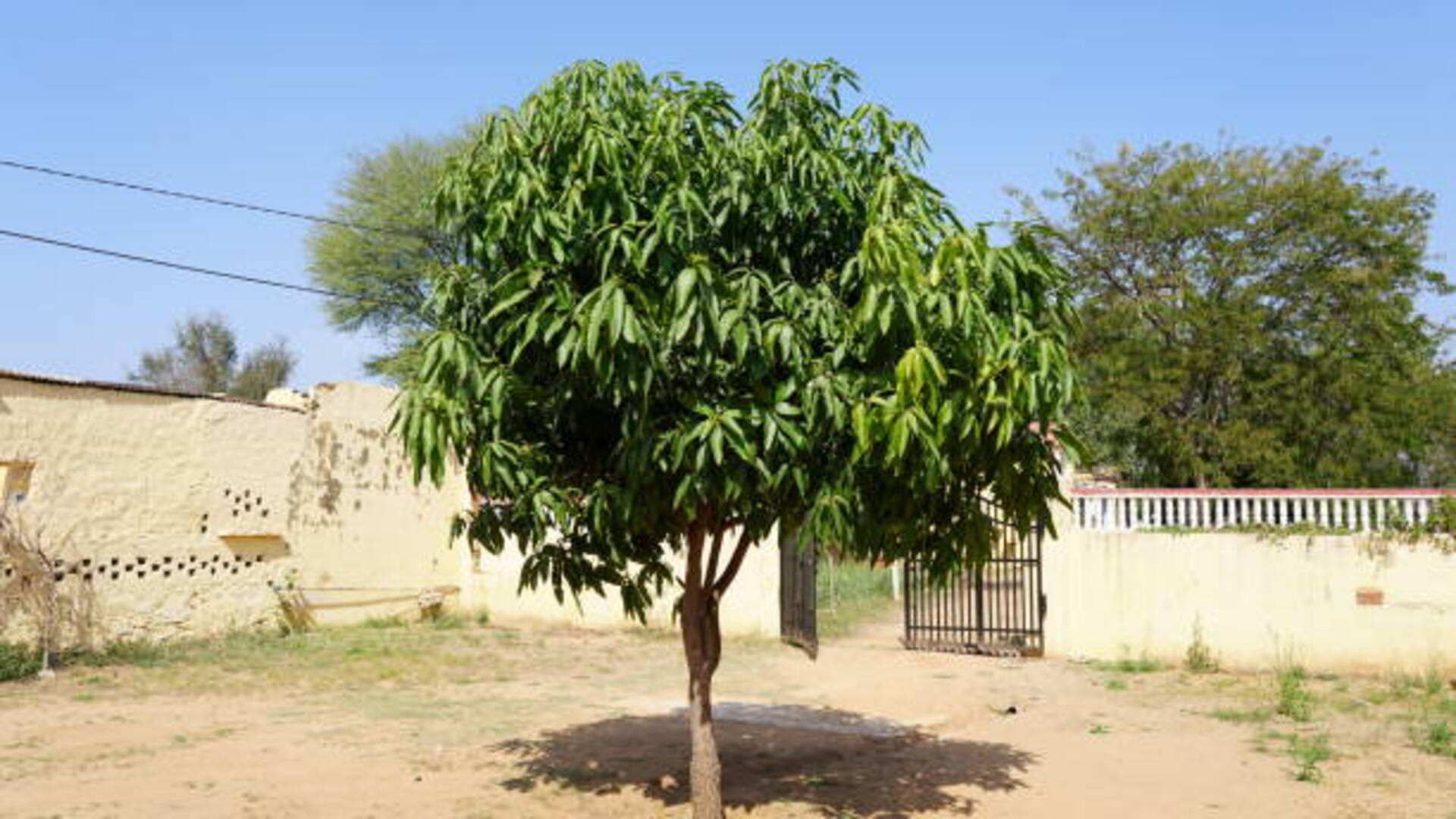 Ashoka Tree Benefits remedies of Ashoka leaves bring prosperity and peace at home