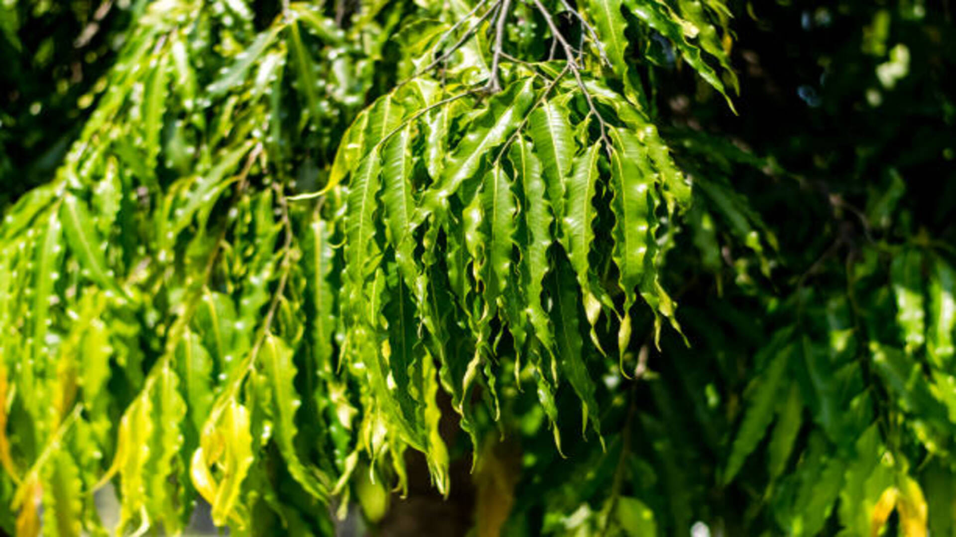 Ashoka Tree Benefits remedies of Ashoka leaves bring prosperity and peace at home