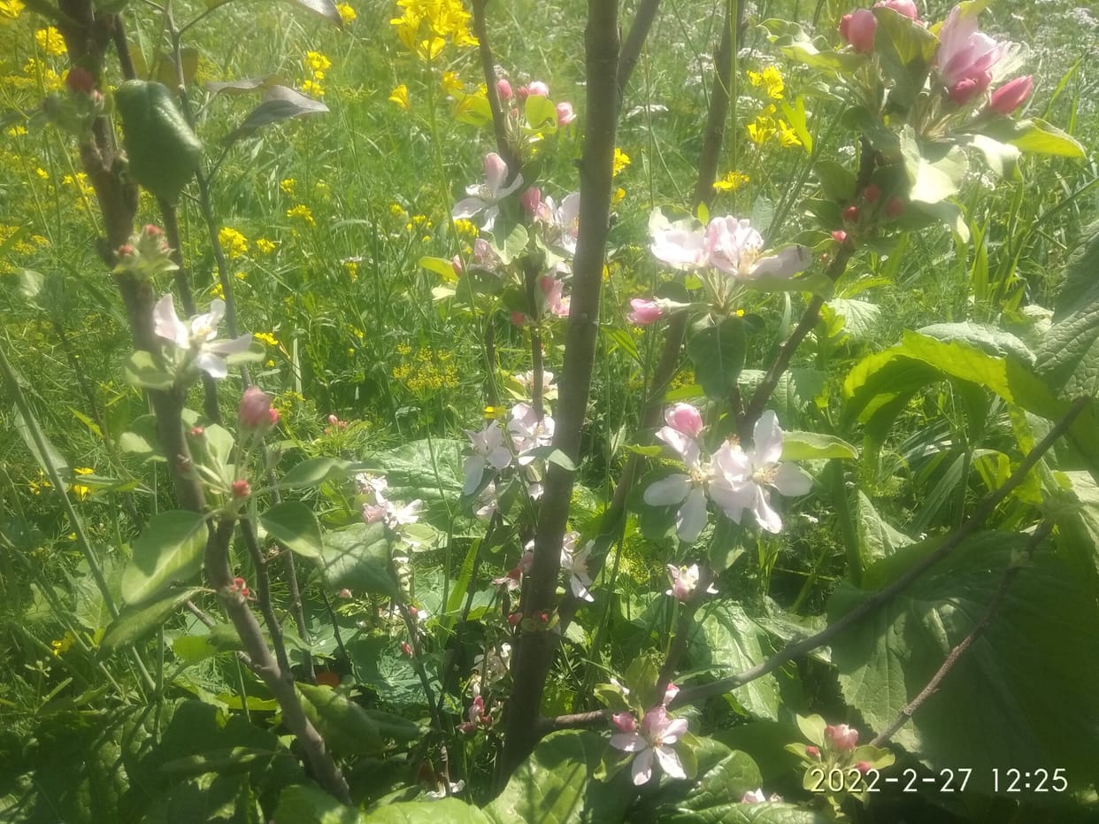 apple crop in bilaspur