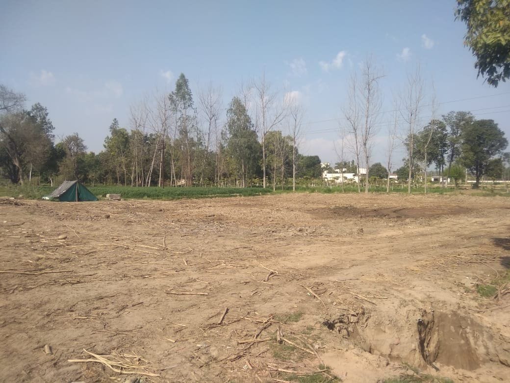Sugarcane weighing center closed, sugarcane drying in the fields