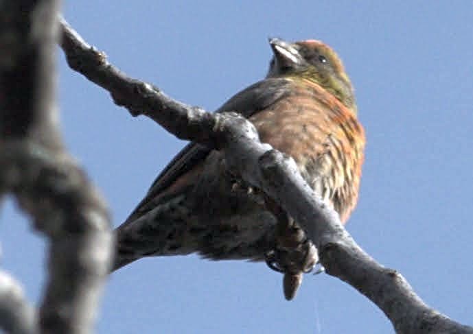 Rare red crossbill bird seen in Munsiyari after eight years