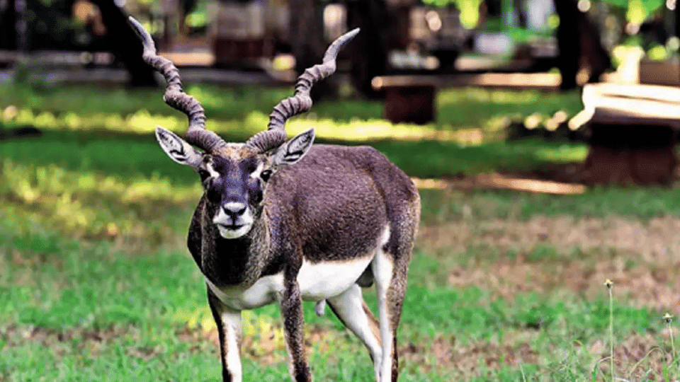Panna National Park: A rare species of deer Krishna Mrug or Blackbuck reported in Panna Tiger Reserve