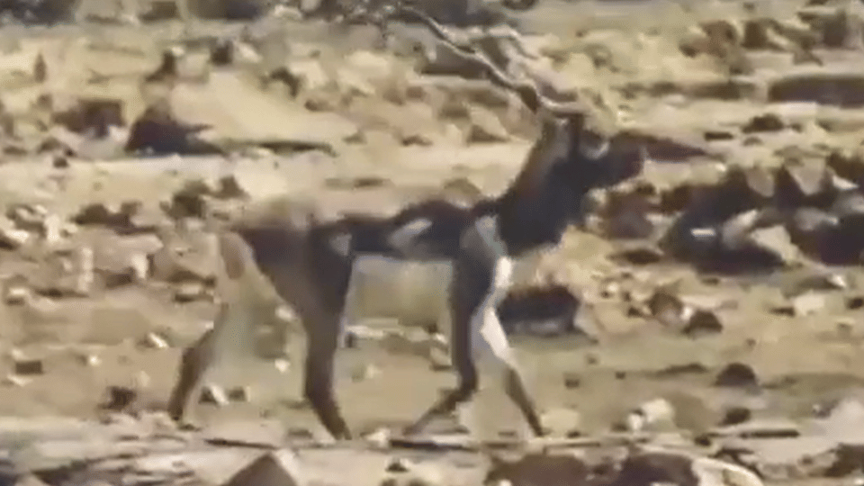 Panna National Park: A rare species of deer Krishna Mrug or Blackbuck reported in Panna Tiger Reserve