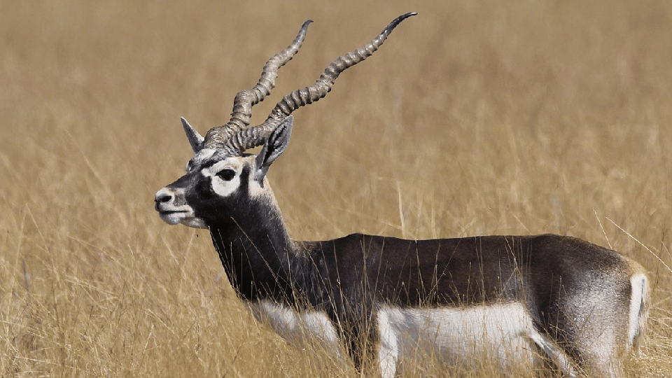 Panna National Park: A rare species of deer Krishna Mrug or Blackbuck reported in Panna Tiger Reserve