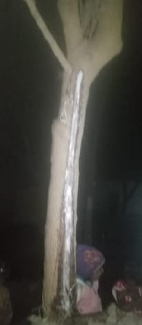 Milk-like substance derived from neem tree, crowd of people
