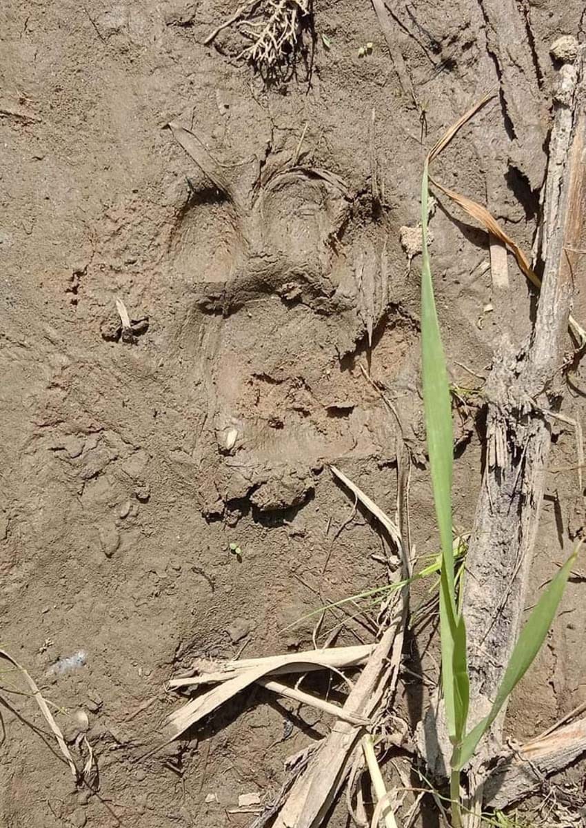 Leopard kills dog at farm house