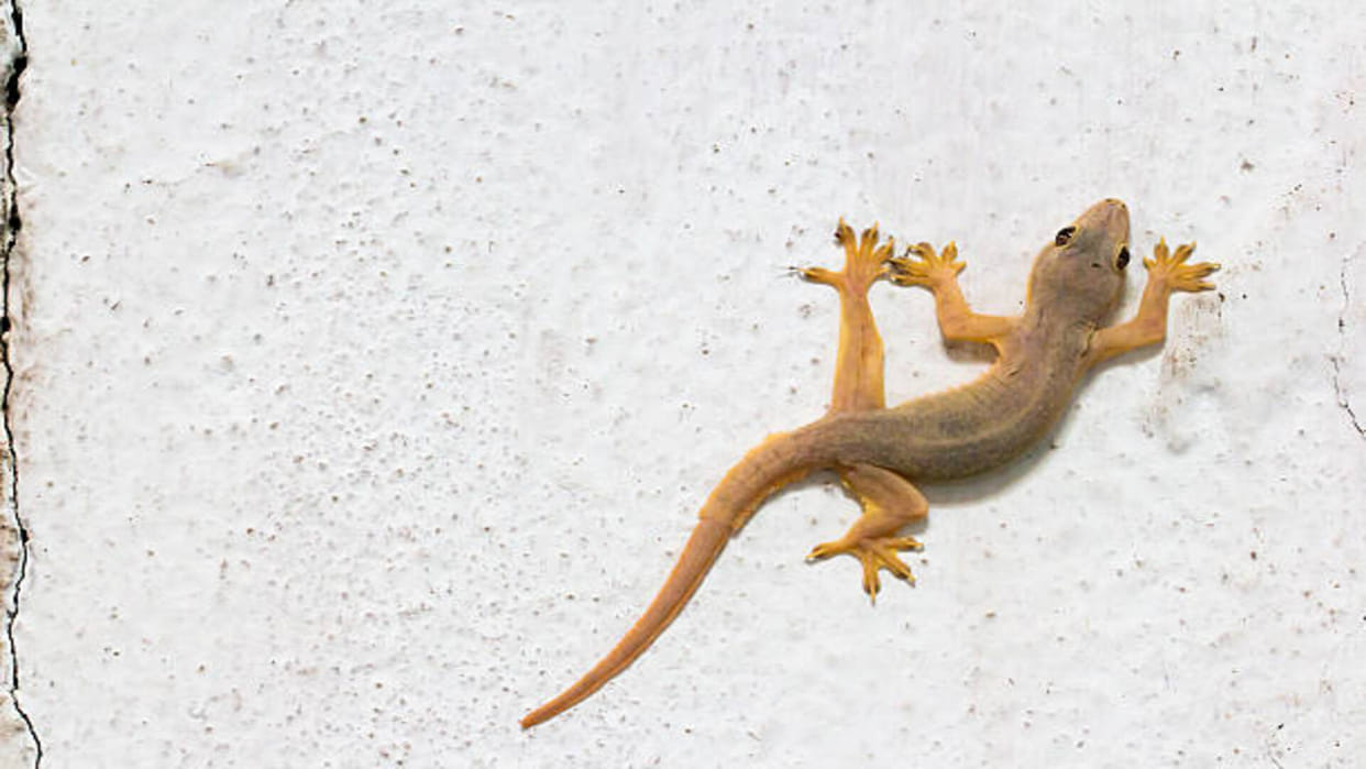 Lizard falling Know the omens and bad omen related to lizard in hindi