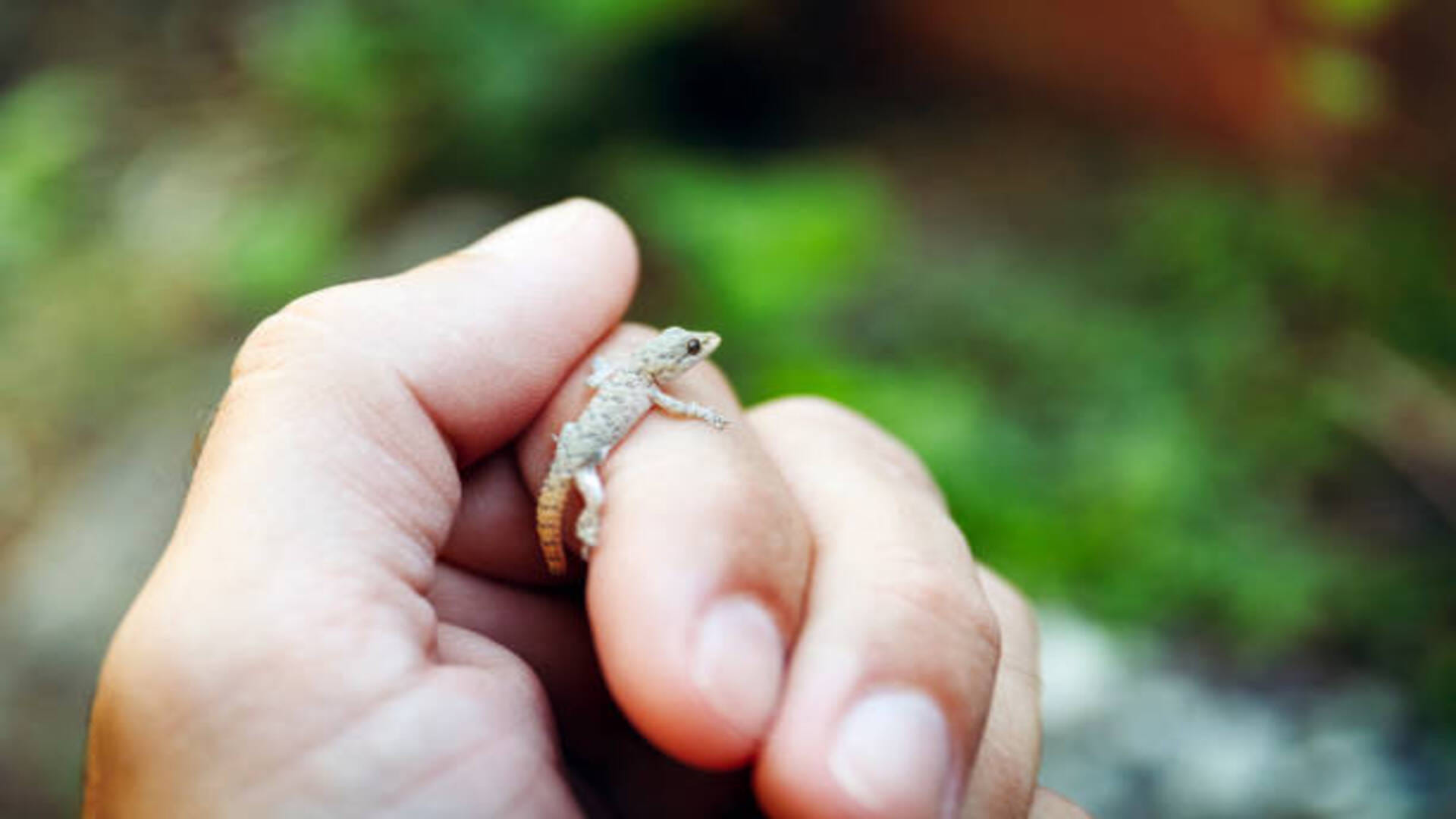 Lizard falling Know the omens and bad omen related to lizard in hindi